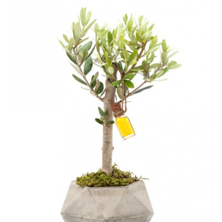 Zeytin ağacı bonsai
